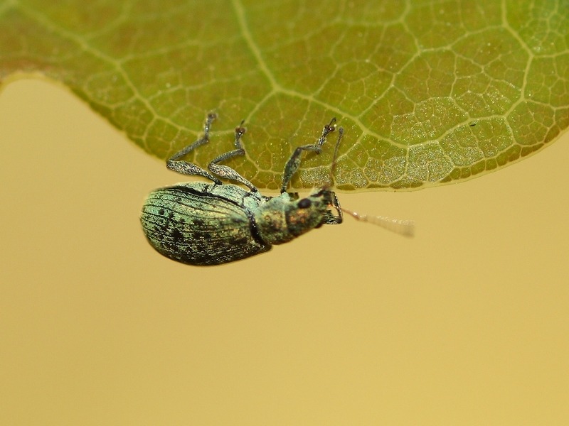 Curculionidae: Polydrusus cervinus